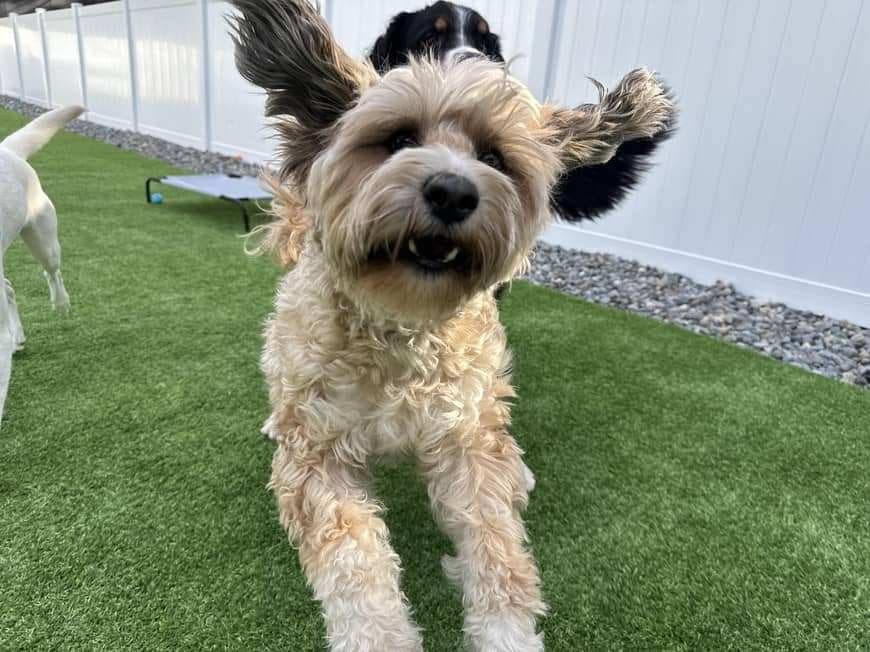 Merlin bounding across the grass with his ears flying
