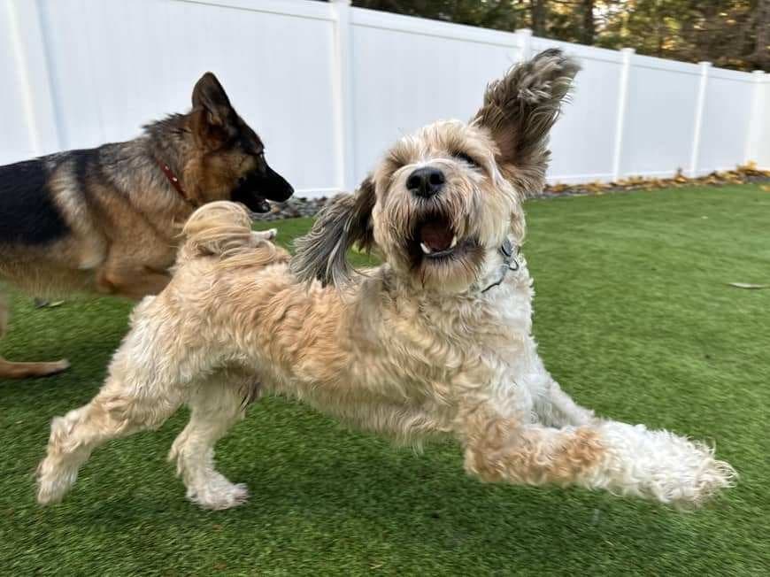 Merlin playing with a German Shepherd friend