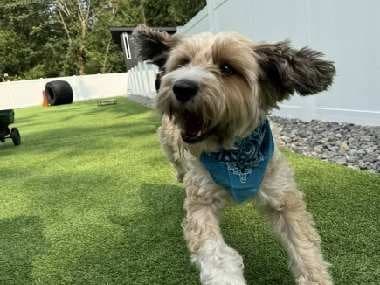 Merlin running in a blue bandana